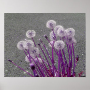 Paarse Fluffy Dandelions Abstracte Flowers Poster