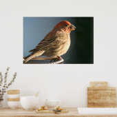 Paarse foto van Finch Bird Poster (Keuken)
