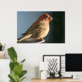Paarse foto van Finch Bird Poster (Thuiskantoor)