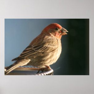 Paarse foto van Finch Bird Poster