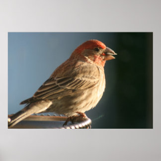 Paarse foto van Finch Bird Poster