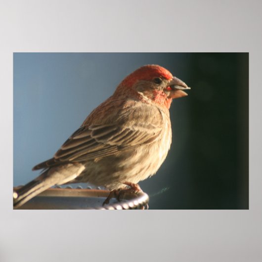 Paarse foto van Finch Bird Poster (Voorkant)