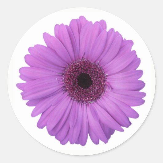  Paarse Fotografie Gerbera Daisy Flower Ronde Sticker (Voorkant)