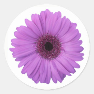  Paarse Fotografie Gerbera Daisy Flower Ronde Sticker