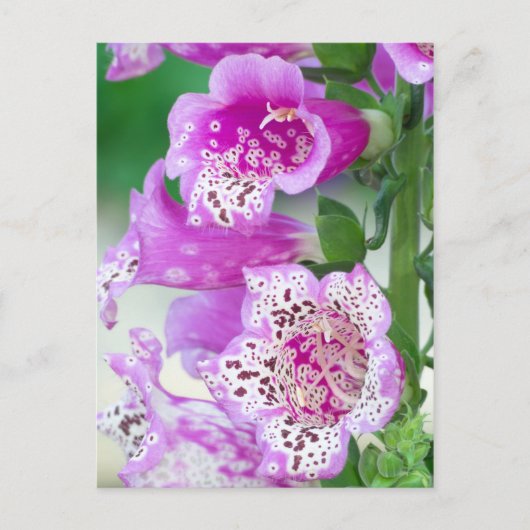 Paarse Foxglove in Full Bloom Briefkaart (Voorkant)