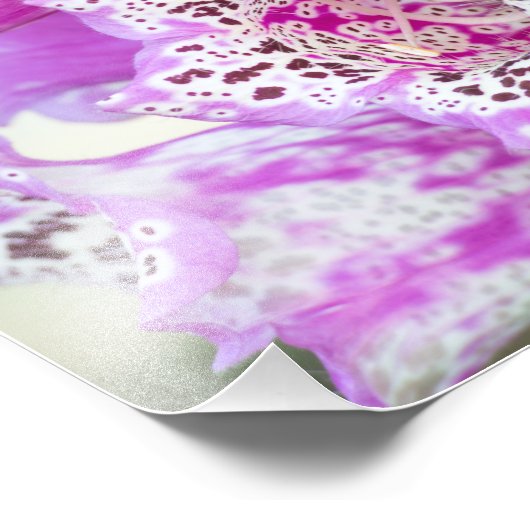 Paarse Foxglove in Full Bloom Foto Afdruk (Hoek)