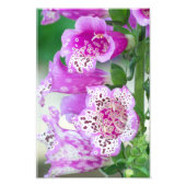 Paarse Foxglove in Full Bloom Foto Afdruk (Voorkant)