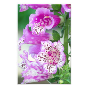 Paarse Foxglove in Full Bloom Foto Afdruk