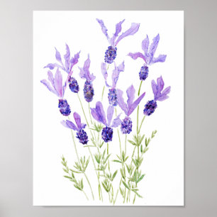 paarse Franse lavendel waterverf Poster
