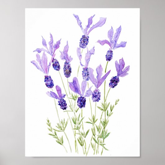 paarse Franse lavendel waterverf Poster (Voorkant)
