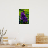 Paarse Franse Sering Poster (Keuken)