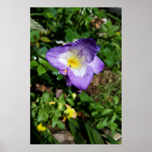Paarse Freesia Bloemen Poster
