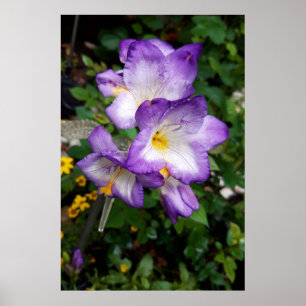 Paarse Freesia Bloemen Poster
