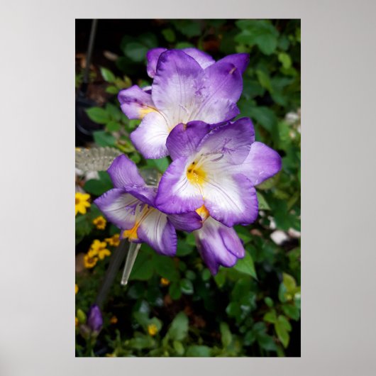 Paarse Freesia Bloemen Poster (Voorkant)