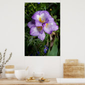 Paarse Freesia Bloemen Poster (Keuken)