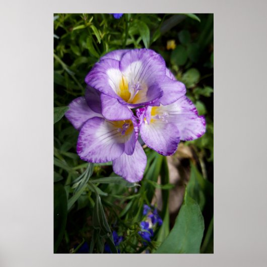 Paarse Freesia Bloemen Poster (Voorkant)