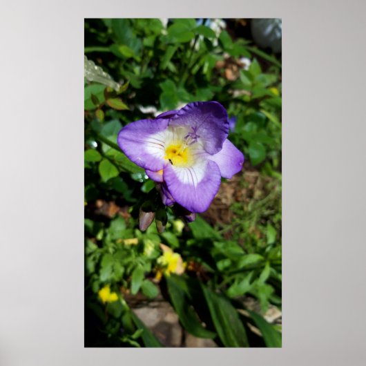 Paarse Freesia Flowers Poster (Voorkant)