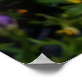 Paarse Freesia Flowers Poster (Hoek)