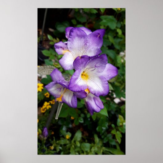 Paarse Freesia Flowers Poster (Voorkant)