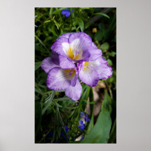 Paarse Freesia Flowers Poster