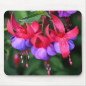 Paarse Fuchsia met roze Sepals Floral Muismat (Voorkant)