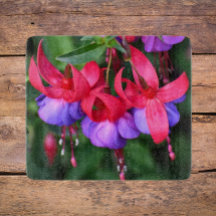 Paarse Fuchsia met roze Sepals Floral