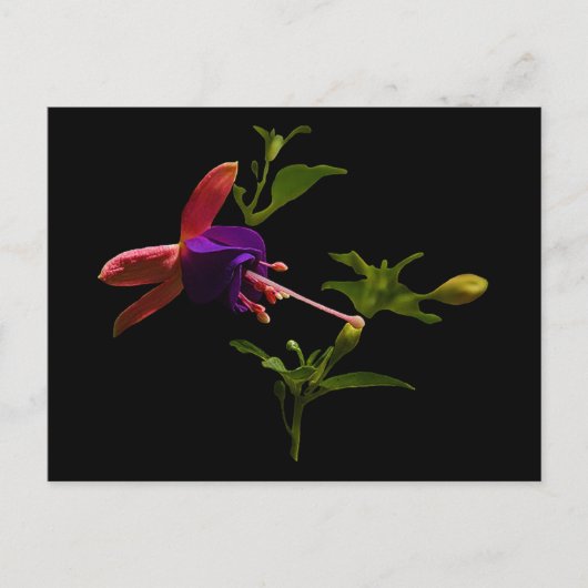 Paarse fuchsiabloem briefkaart (Voorkant)