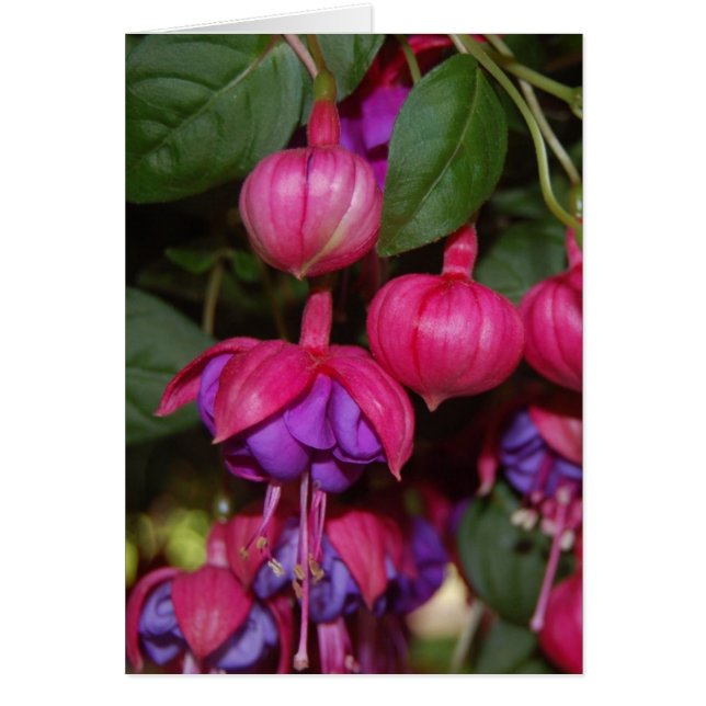 Paarse Fuschia (Voorkant)