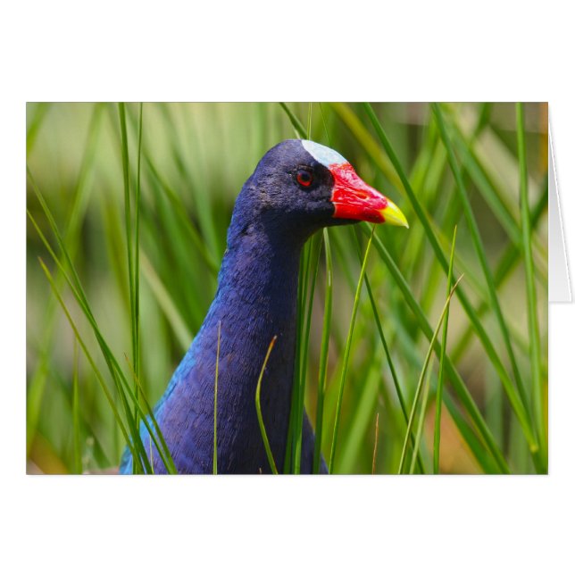Paarse Gallinule (Voorkant Horizontaal)