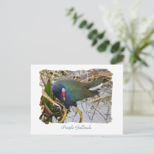 Paarse Gallinule Briefkaart (Staand voorkant)