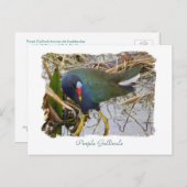 Paarse Gallinule Briefkaart (Voorkant / Achterkant)