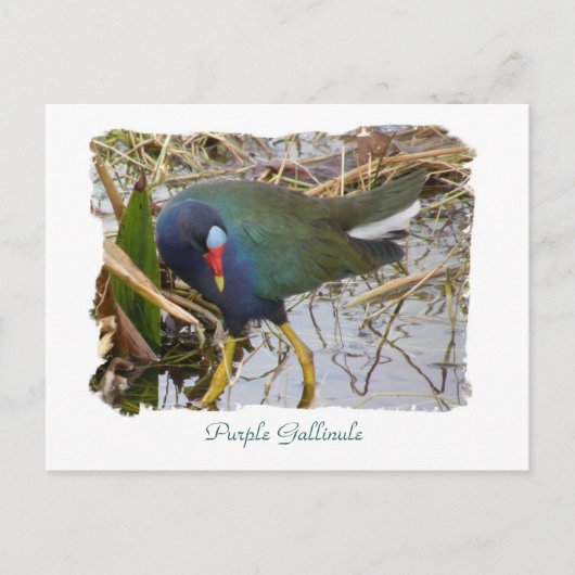 Paarse Gallinule Briefkaart (Voorkant)