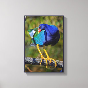 Paarse Gallinule Canvas Afdruk