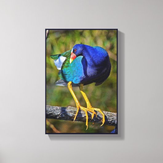 Paarse Gallinule Canvas Afdruk (Voorkant)
