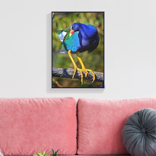 Paarse Gallinule Canvas Afdruk (Insitu (Woonkamer))