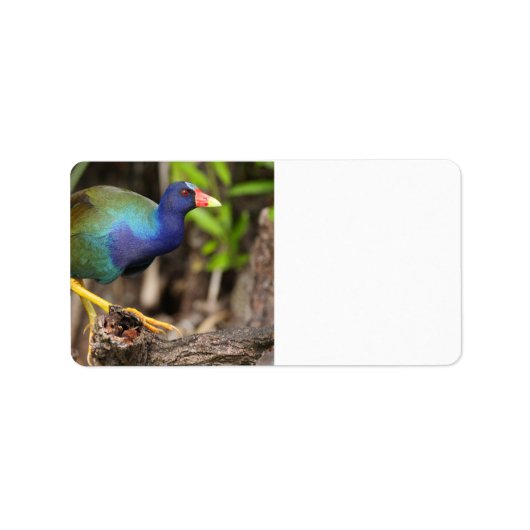 paarse gallinule etiket (Voorkant)