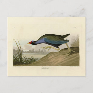 Paarse Gallinule uit Audubon's Birds of America Briefkaart
