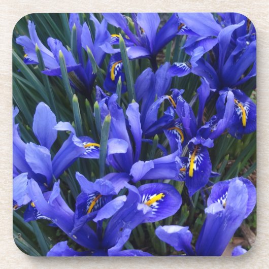 Paarse geïsoleerde Irisse Floral Bier Onderzetter (Voorkant)