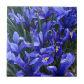 Paarse geïsoleerde Irisse Floral Tegeltje (Voorkant)