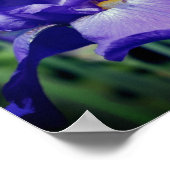 Paarse gekaarde irisventilator poster (Hoek)