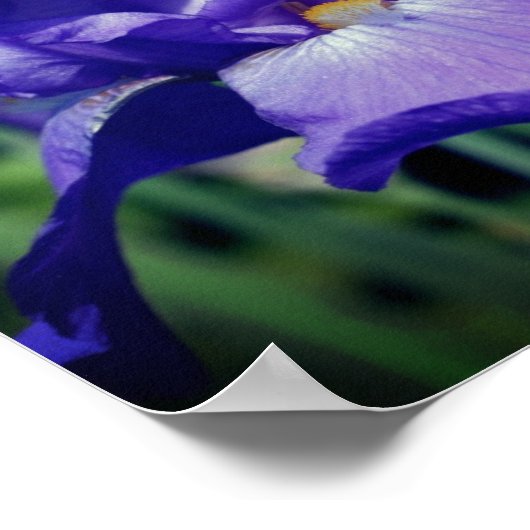 Paarse gekaarde irisventilator poster (Hoek)