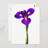 Paarse gele Iris bloemen Briefkaart (Voorkant / Achterkant)