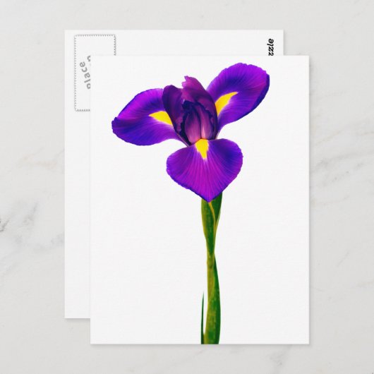 Paarse gele Iris bloemen Briefkaart (Voorkant / Achterkant)