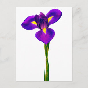 Paarse gele Iris bloemen Briefkaart