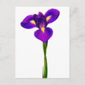 Paarse gele Iris bloemen Briefkaart (Voorkant)