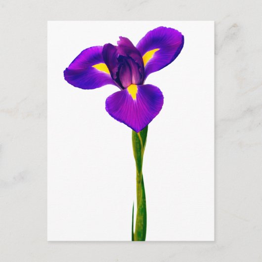 Paarse gele Iris bloemen Briefkaart (Voorkant)