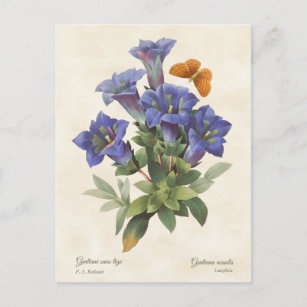 Paarse Gentian  Botanische illustratie Briefkaart