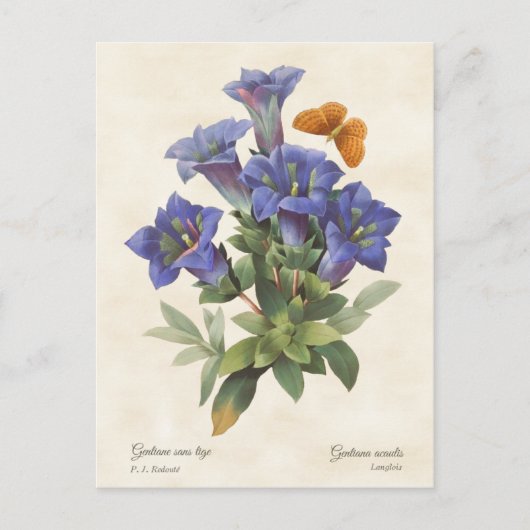 Paarse Gentian  Botanische illustratie Briefkaart (Voorkant)