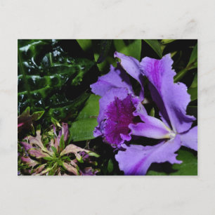 Paarse gepantserde iris in een botanische tuin briefkaart