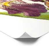Paarse gepantserde iris poster (Hoek)
